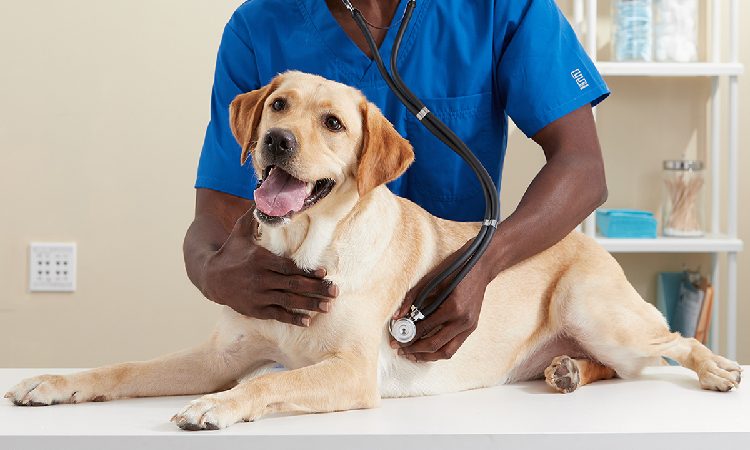 Common Diseases In Dogs